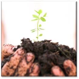 Genesis programme graphic Shoot growing from earth in cupped hands